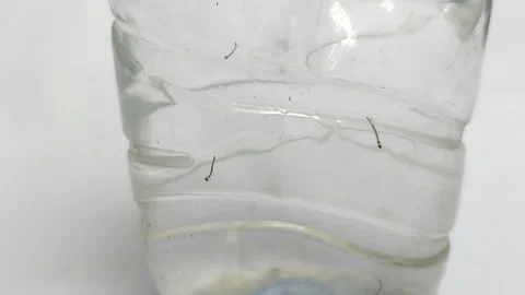 Mosquito larvae in a plastic bottle on a white background 動画素材 295088789