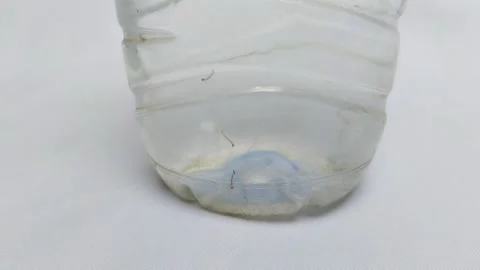 Mosquito larvae in a plastic bottle on a white background 動画素材 295088790