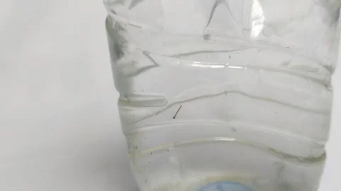 Mosquito larvae in a plastic bottle on a white background Video stock 295088791