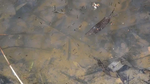 Mosquito larvae in a puddle waiting for the second stage of swimming and playing Video stock 89397758