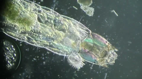 Mosquito larvae under biological microscope Stock Footage 62015773