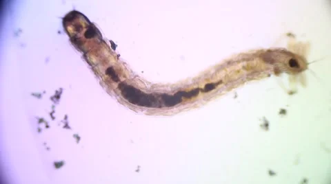 Mosquito larvae under biological microscope Stock Footage 62015791