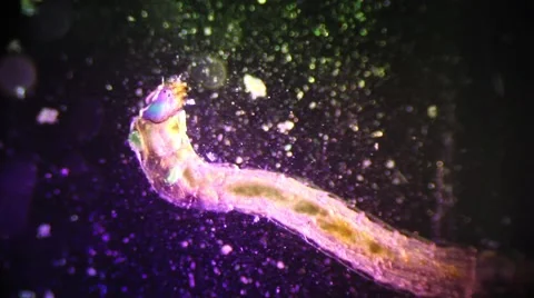 Mosquito larvae under biological microscope Stock Footage 62015840