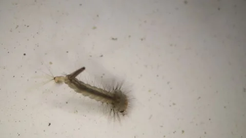 Mosquito Larvae In Underwater Stock Video Pond5