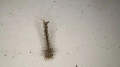 Mosquito larvae in underwater Stock Footage 157528370