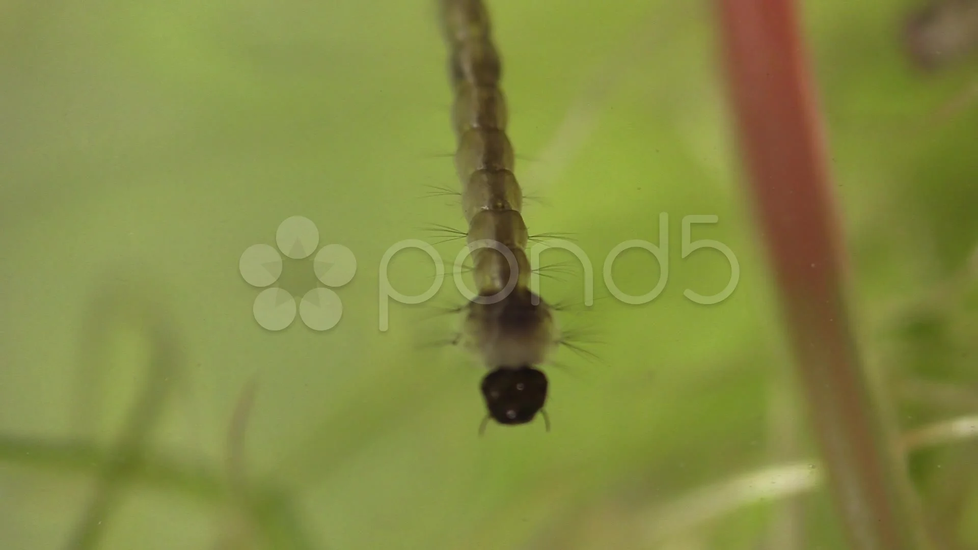 Mosquito Larvae In Water Stock Video Pond5