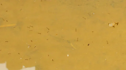 Mosquito Larvae In Water Stock Video Pond5