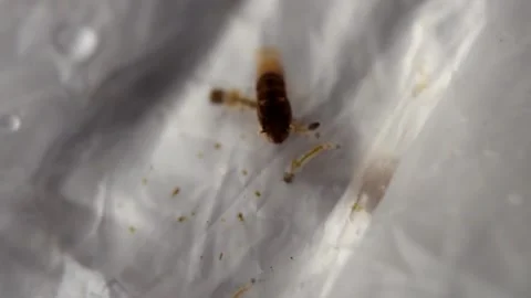 Mosquito larvae in the water Video stock 154707003