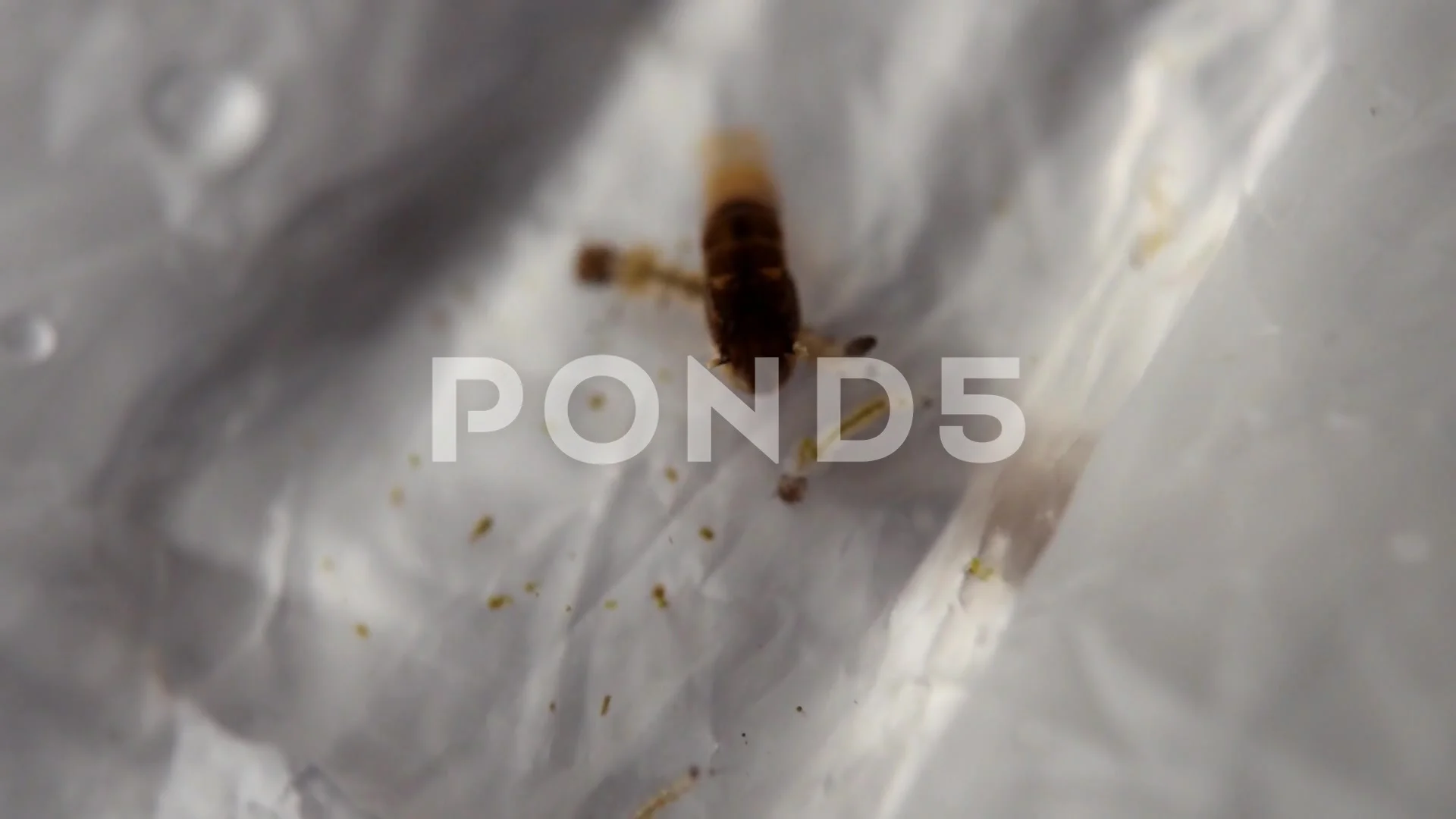 Mosquito Larvae Stock Video Footage Royalty Free Mosquito Larvae Videos Page 2