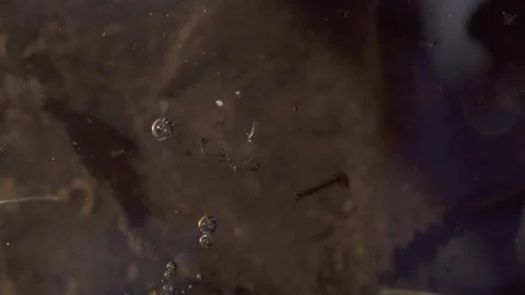Mosquito larvae at water surface close up Stock Footage 326868559