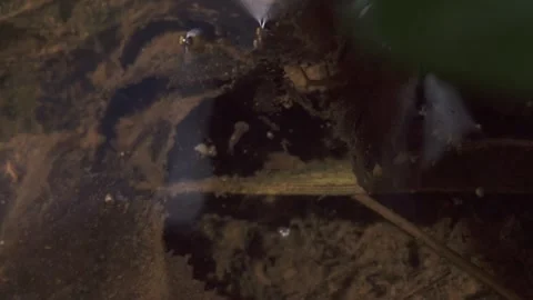 Mosquito larvae at water surface close up Stock Footage 326868588