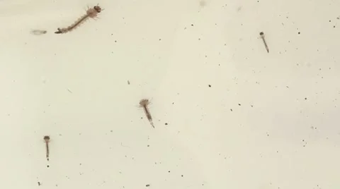 Mosquito Larvae on White background Video stock 8651609