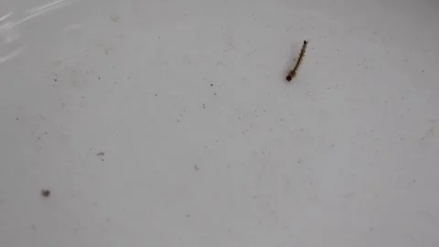 Mosquito Larvae (Wigglers) Close-up in Stagnant Water. Macro: Pest Biology. Stock Footage 320588043