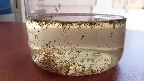 Mosquito Larvae Wriggling Inside Glass Beaker Stockbeeldmateriaal 335472920
