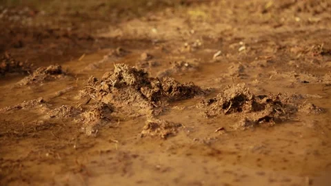 Mosquito larvae wriggling in muddy puddle water Stock Footage 341294547