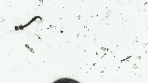 Mosquito Larvae Wriggling White Background Stock Footage 133239762
