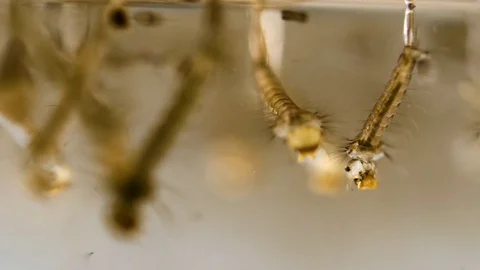 Mosquito Larve 3 60 Stock Footage 85335222