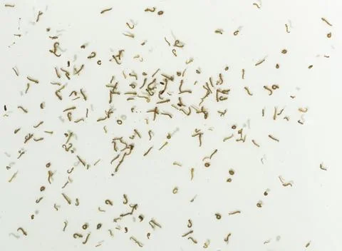 Mosquito lavae Stock Photos