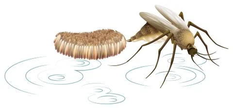 A mosquito laying eggs Stock Illustration
