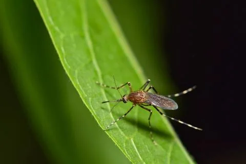 Mosquito on a leaf Stock Photos