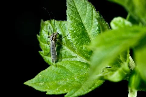 Mosquito on a leaf. Stock Photos
