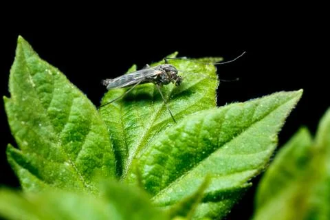 Mosquito on a leaf. Stock Photos