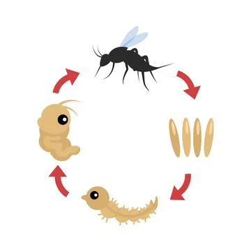 Mosquito life cycle development and reproduction Stockillustratie