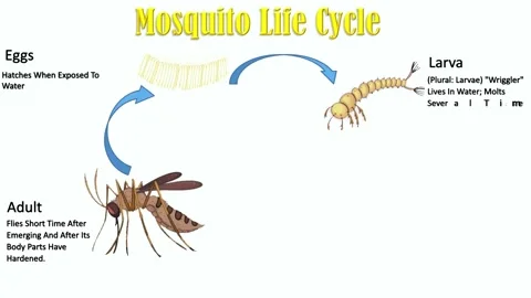 Mosquito Life Cycle Stock Footage 296617730