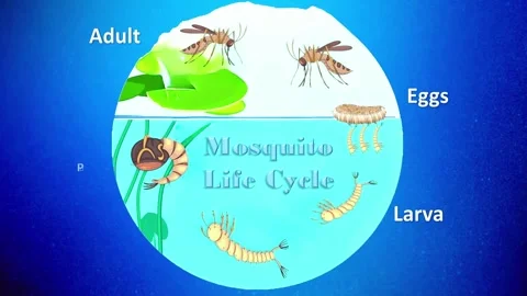 Mosquito Life Cycle Stock Footage 296617731