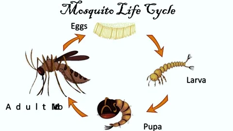 Mosquito Life Cycle Stock Footage 296617732