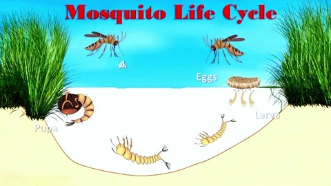 Mosquito Life Cycle Stock Footage 296617733