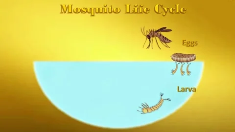 Mosquito Life Cycle Stock Footage 296617741