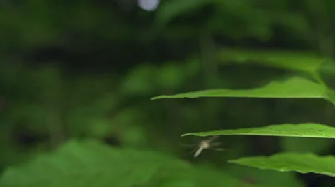 Mosquito - Macro landing on a leaf Stock-Footage 39485677