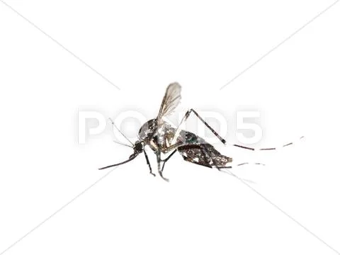 Mosquito macro shot Stock Photos