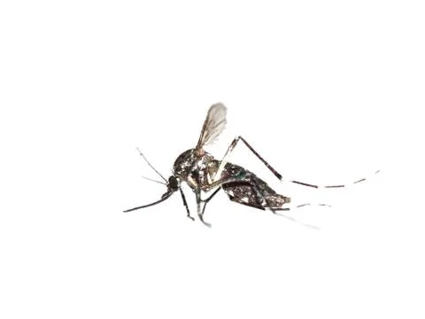 Mosquito macro shot  Stock Photos