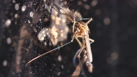 Mosquito on the mirror wall moving its legs Stock Footage 94537171