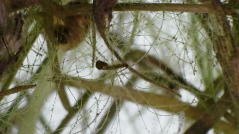 A mosquito nest under a microscope Stock Footage 91049048