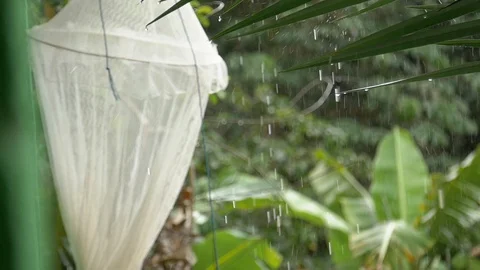 A mosquito net in the rain Video stock 128079295