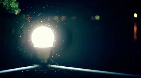 Mosquito at Night Stock Footage 26237085