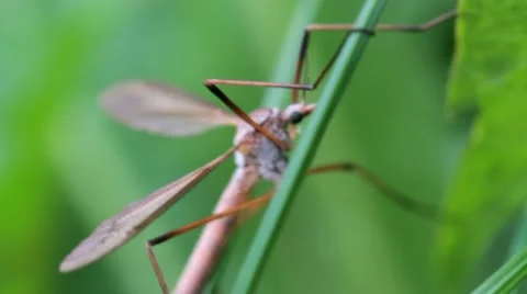 Mosquito Nightmare Stock Footage 20467554