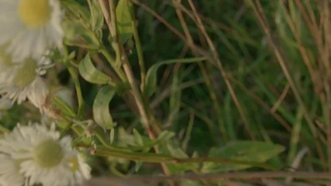 Mosquito passes by, top shot, slow motion Stock Footage 80751799