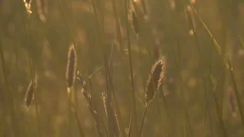 Mosquito Perched on Grass Stem in Cinematic Light Co. Fermanagh Northern Ireland Stock-Footage 98445442