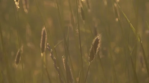 Mosquito Perched on Grass Stem Stock Footage 72625625
