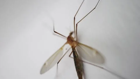 Mosquito perched on a textured wall in close-up view. 스톡 동영상 332073215