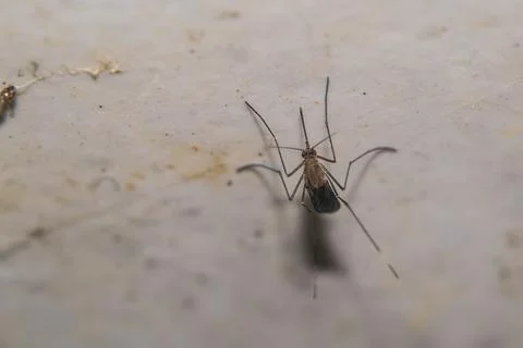Mosquito perched on a wall Stock Photos