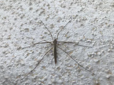 Mosquito perched on the wall Foto stock