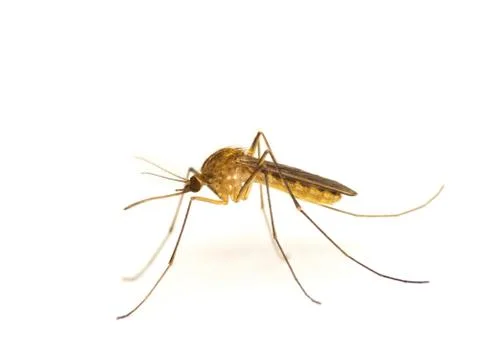 Mosquito Stock Photos