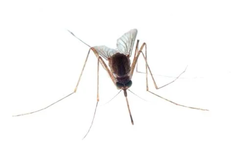 Mosquito Foto stock