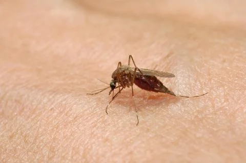Mosquito Stock Photos
