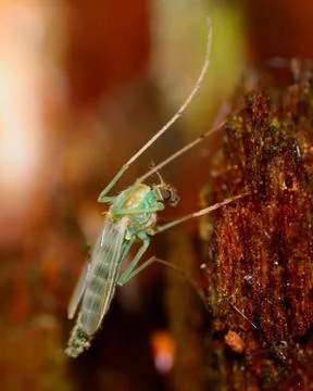 Mosquito Stock Photos